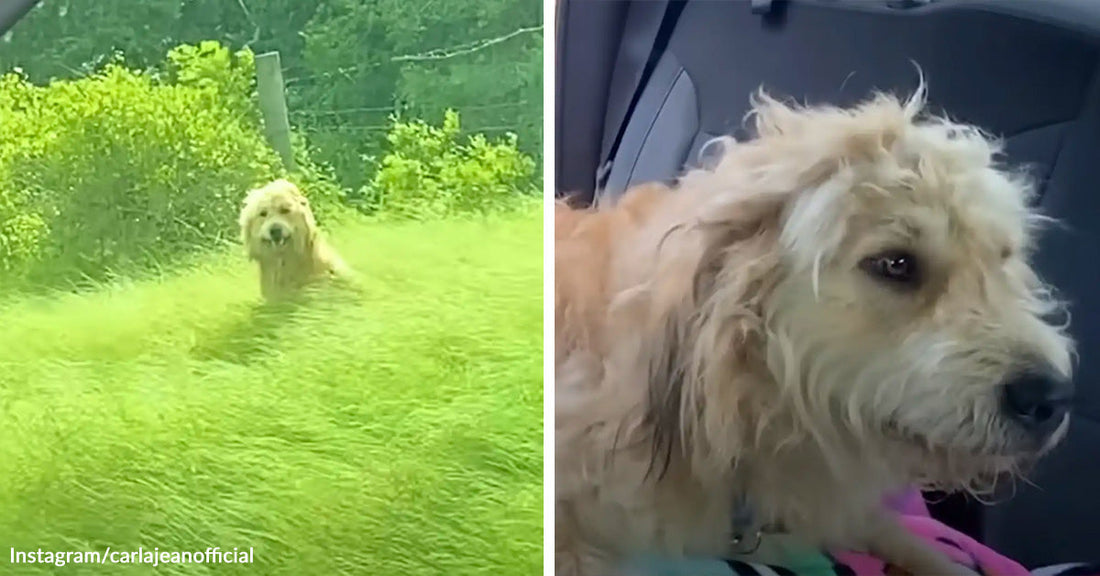Brown dog stands on green grass with head raised as if barking or howling.
