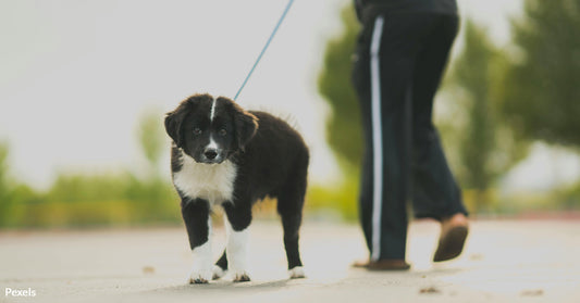 The Hidden Danger Women Endure on Morning Dog Walks