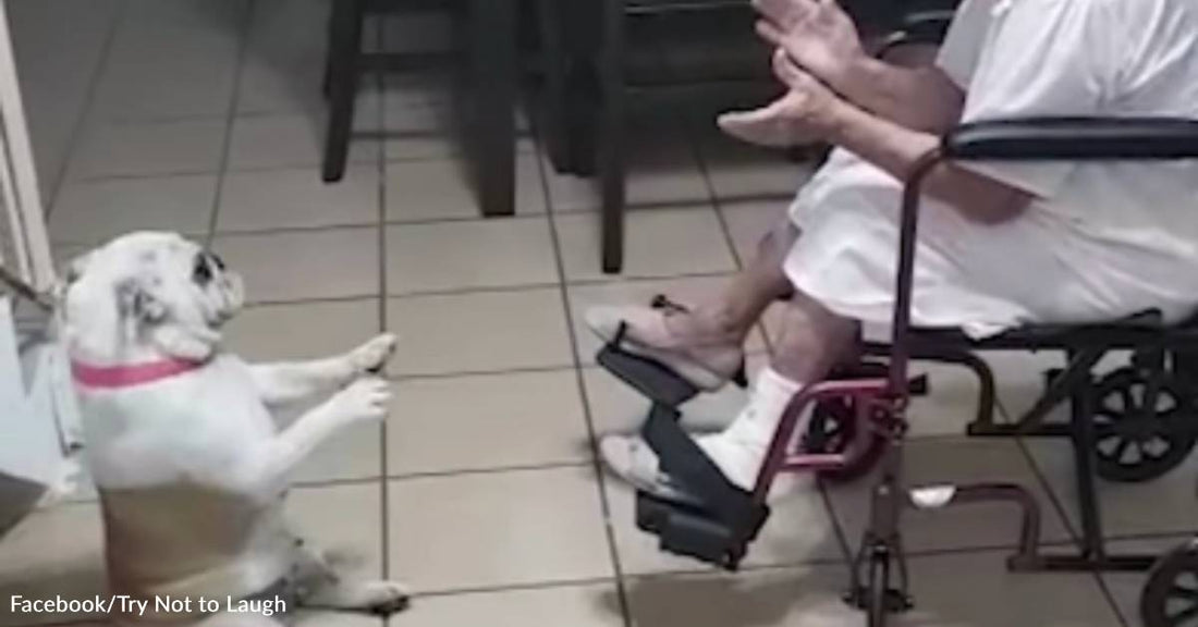 Dog Can't Help But Wiggle Her Butt to Grandma's Catchy Spanish Song