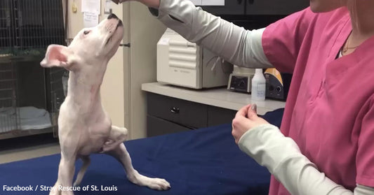 A veterinary professional interacts with a small, playful puppy in a clinic setting.