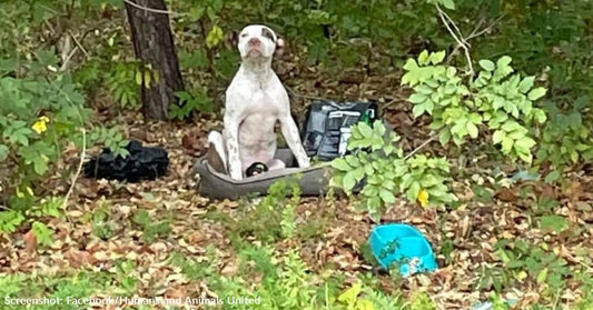 Dog With Broken Leg Dumped In Woods With His Bed, Toys, And Unopened Dog Food Finally Gets The Help He Needs