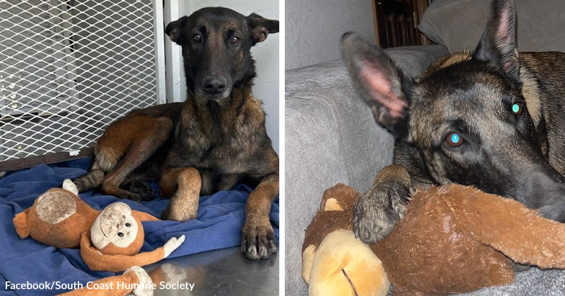 Thin shepherd-type dog lying on a blanket with a stuffed toy monkey; paired with the same dog indoors cuddling the toy on a couch.