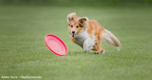 How to Make Sure Your Dog is Getting Enough Exercise