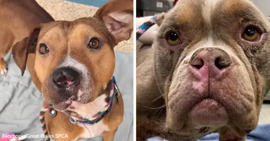 A dog with facial injuries looks into the camera, beside a close-up of another dog with a scarred face in a split rescue image.