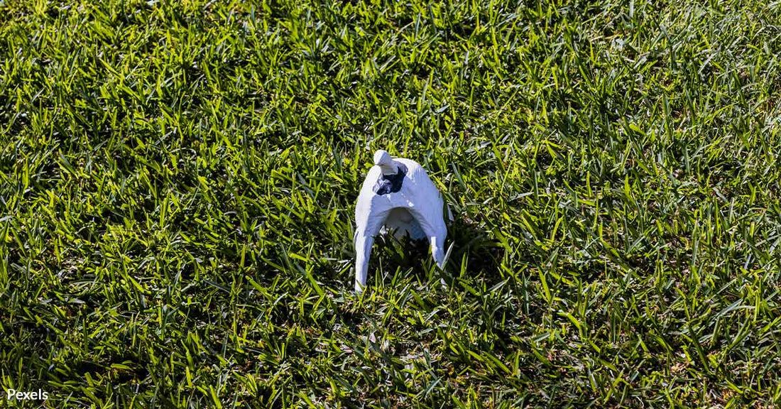 Dogs Hide Their Food for Reasons That Will Surprise You