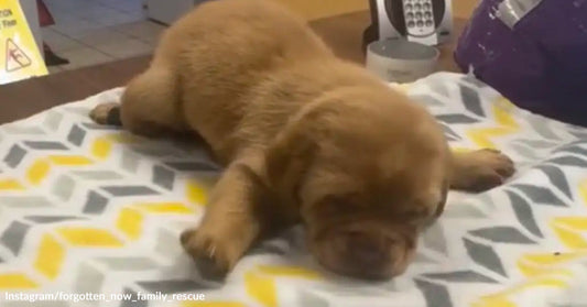 Brown puppy lying on a patterned blanket, resting with eyes closed.