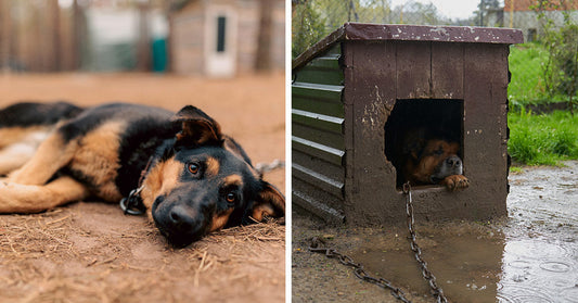 Split image showing a chained black-and-tan dog lying on dirt beside a muddy doghouse where another chained dog rests inside.