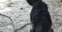 Dark-coated dog sitting alone on muddy ground beside a heavy chain attached to a stake.