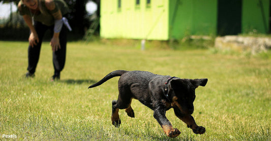 The Truth Behind A Dog’s Squirrel-Chasing Obsession