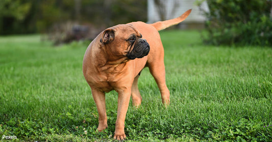 Is Your Dog’s Tail-Chasing Behavior More Serious Than You Think?