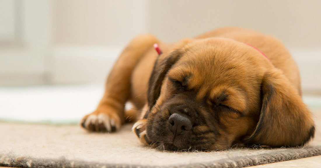 A brown puppy with floppy ears sleeping peacefully on a rug.