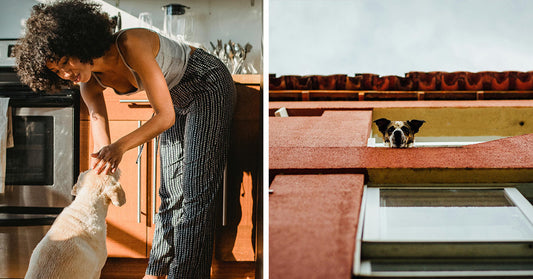 Got A Canine 'Shadow'? Clingy Dogs May Be Showing Signs of Deeper Trouble