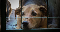 Close-up of a tan dog resting its chin against the bottom of a wire gate, looking out with sad eyes.