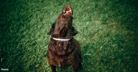 The Surprising Reason Dogs Howl at Sirens You Never Knew About