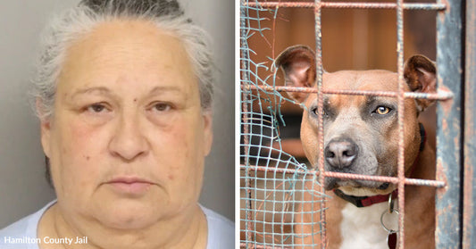 Woman Arrested After Dead Dogs Found In Locked Crates
