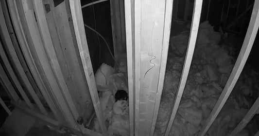 Small dog peeking through exposed wall studs in a partially constructed or damaged house, surrounded by insulation.