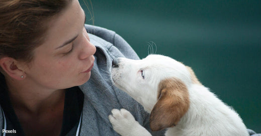 The Real Reason Behind Your Dog’s Nose Nudge and What It Means for Your Relationship