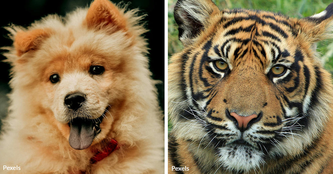 Zoo Faces Backlash After Painting Chow Chow Dogs as Tigers