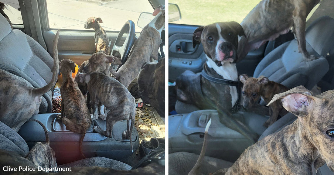 Split image showing several dogs crowded inside a vehicle, including puppies and adult dogs on the seats and floor.