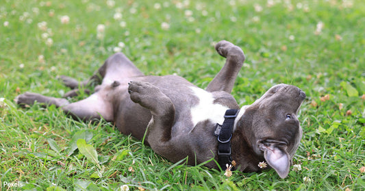 Why Your Dog Can't Resist Rolling in Poop and Decay