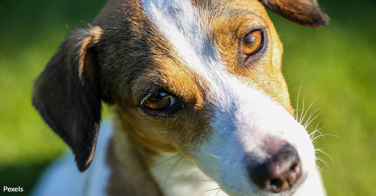 What Your Dog’s Head Tilt Really Says About Their Emotional Connection