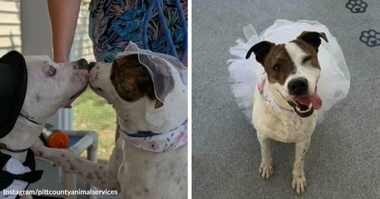 Two dogs dressed in wedding outfits touch noses as if kissing. A small dog wearing a white tutu stands on a floor, looking up at the camera.