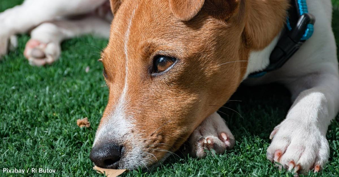 New Study Shows Dogs Can Sense When We're Stressed, and It May Impact Their Own Emotions