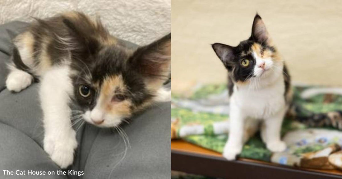 One-Eyed Calico Kitten Was Rescued From a Feral Colony and is Ready for a Warm, Loving Home