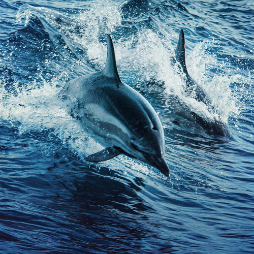Hold Dolphin Killers Accountable Before More Are Harmed