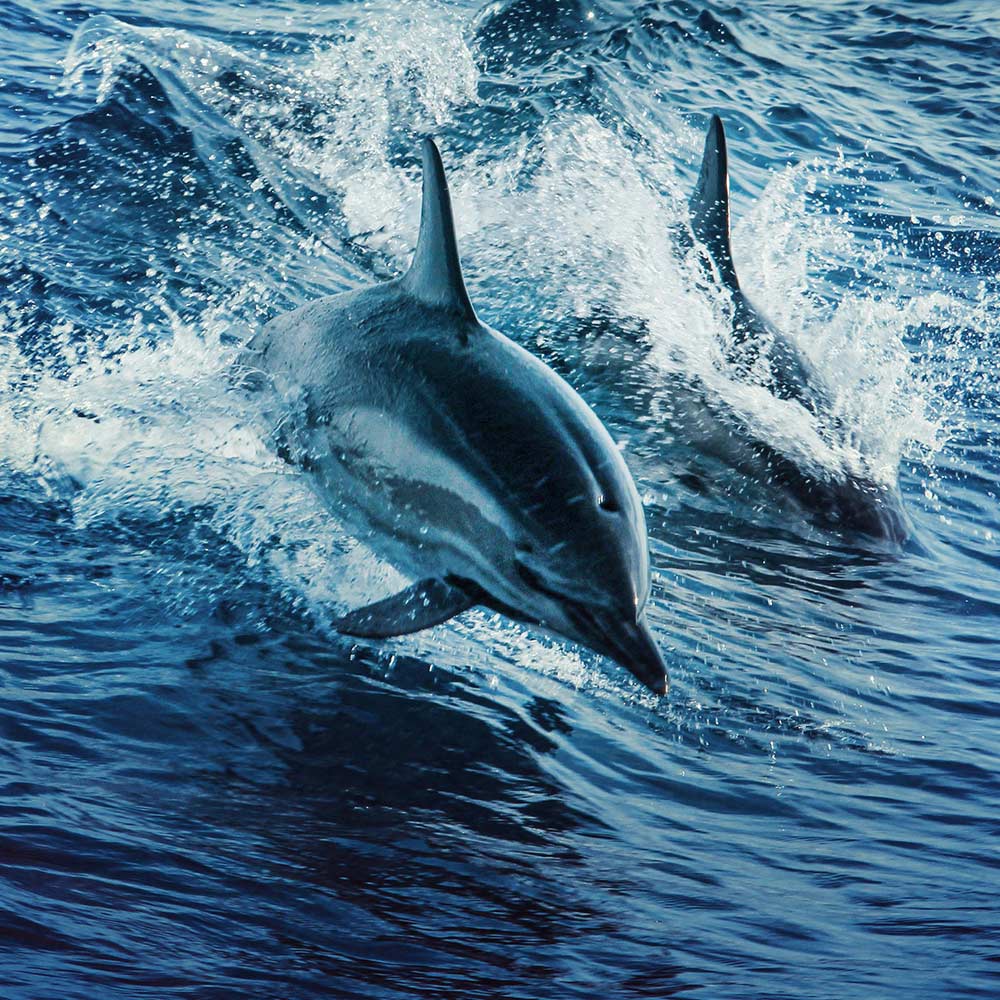 Hold Dolphin Killers Accountable Before More Are Harmed