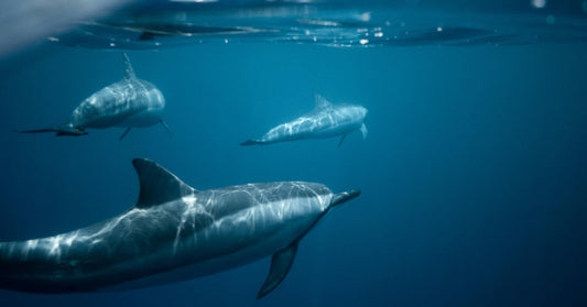 Three dolphins gliding beneath the ocean’s surface, illuminated by soft sunlight filtering through the water above.