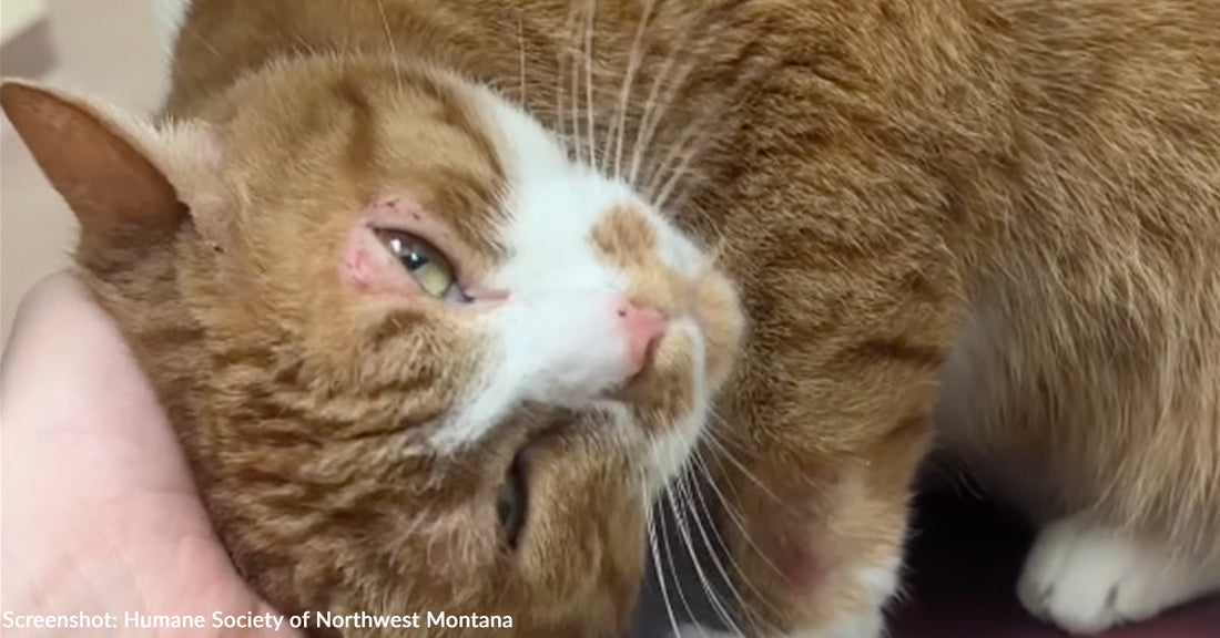 Donated Toys Did Something Medicine Alone Could Not Do for This Sick Cat