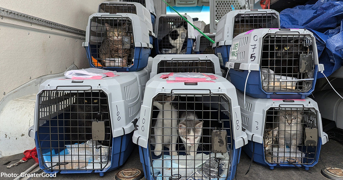 Over 100 Shelter Pets Rescued on Back-to-Back Flights to Freedom