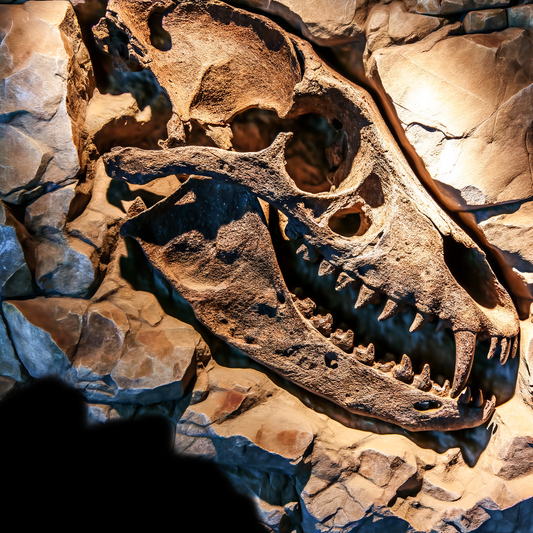 Fossil skull of a dire wolf