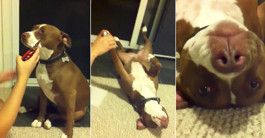Overly-Dramatic Pit Bull Tries To Faint To Avoid Having Her Nails Trimmed