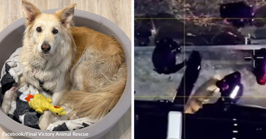 Light-colored dog curled up in a round bed with a toy inside a home; Right: Overhead view of people using equipment to assist a dog in a nighttime rescue scene.