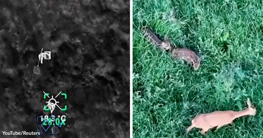 Thermal drone view of a deer in a field alongside an aerial view of multiple deer moving through grass.