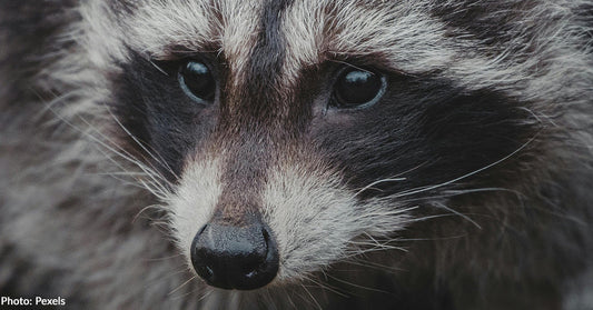 Close-up of a raccoon's face, highlighting its distinctive black markings and expressive eyes.