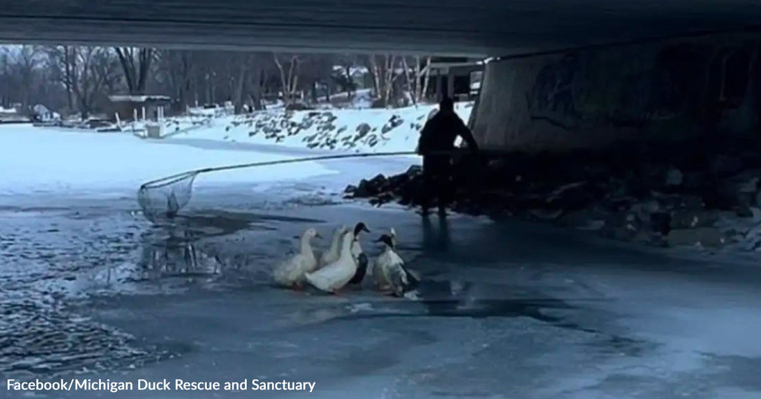 A group of ducks stands on thin ice under a bridge while a person with a large net approaches to rescue them from a frozen river.