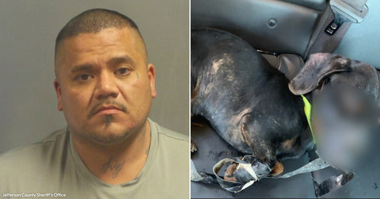 Dog Found In Ditch With Muzzle And Feet Bound With Electrical Tape