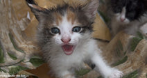 From a Dumpster to Safety: The Rescue of Tiny Kittens in Ukraine