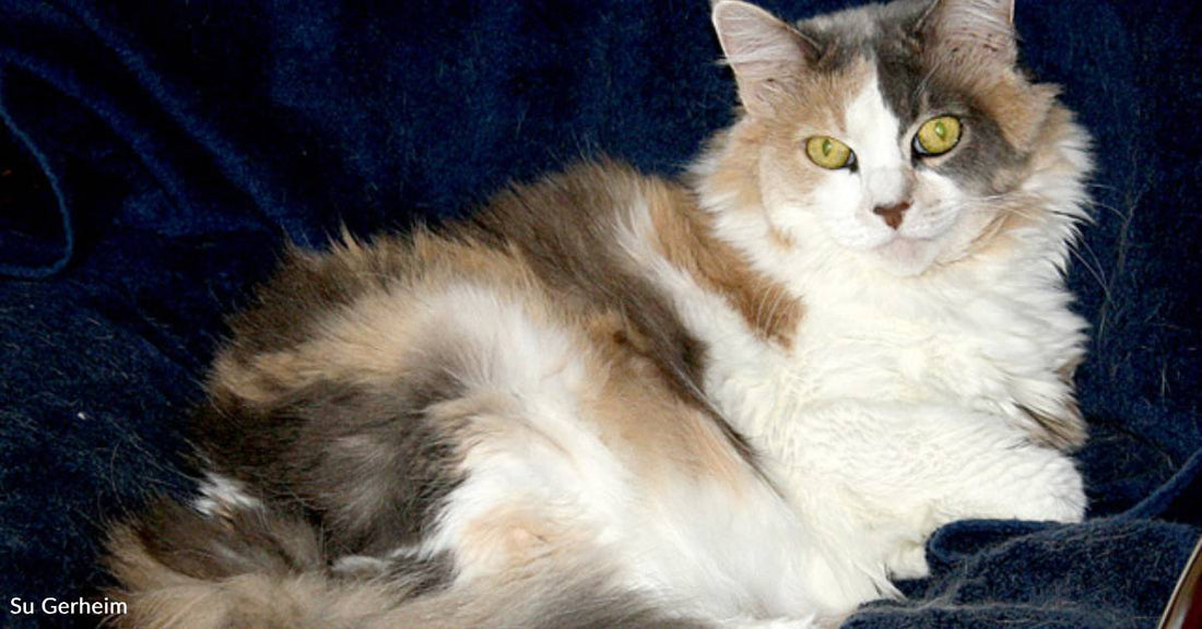 Cat Brings 'Unconditional Love' to Grieving Widow