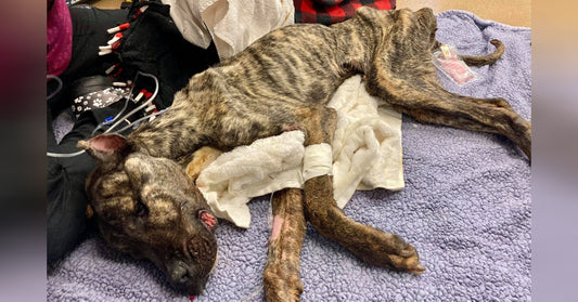 Emaciated Dog Fighting For His Life After Being Dumped In Shelter's Parking Lot