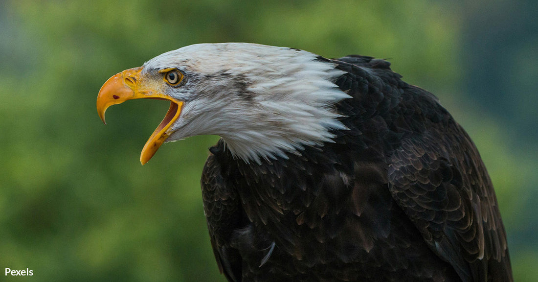 Poachers Devastate Bald Eagle Populations, Driving Sacred Feathers into the Black Market