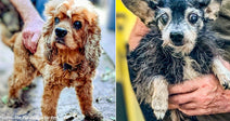 32 Neglected Dogs Rescued from Hoarding Case in Florida Need Urgent Medical Care