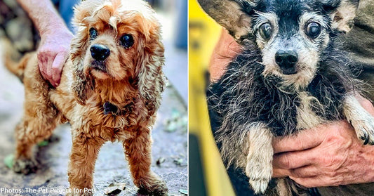 32 Neglected Dogs Rescued from Hoarding Case in Florida Need Urgent Medical Care