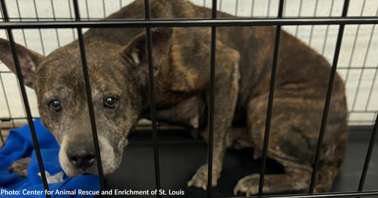 Your Donations Helped 22 Horribly Abused Dogs to Heal Physically and Emotionally