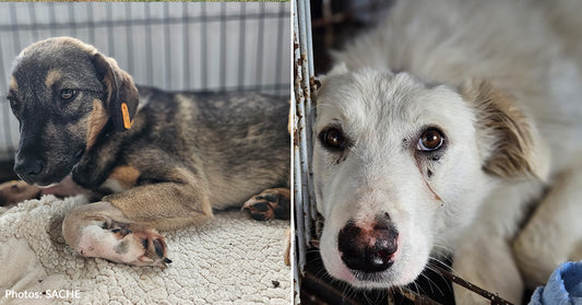 Homeless Dogs Suffering From Bullets Wounds And Fractured Spine Need Your Support To Recover