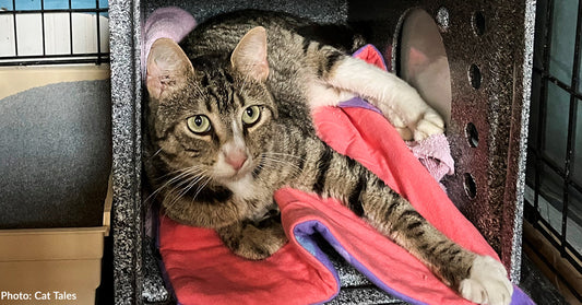 Stray Cat Unable to Put Weight on Hind Leg Needs Emergency Surgery