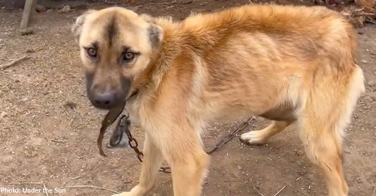 skinny tan dog on chain outside looking at camera with sad eyes
